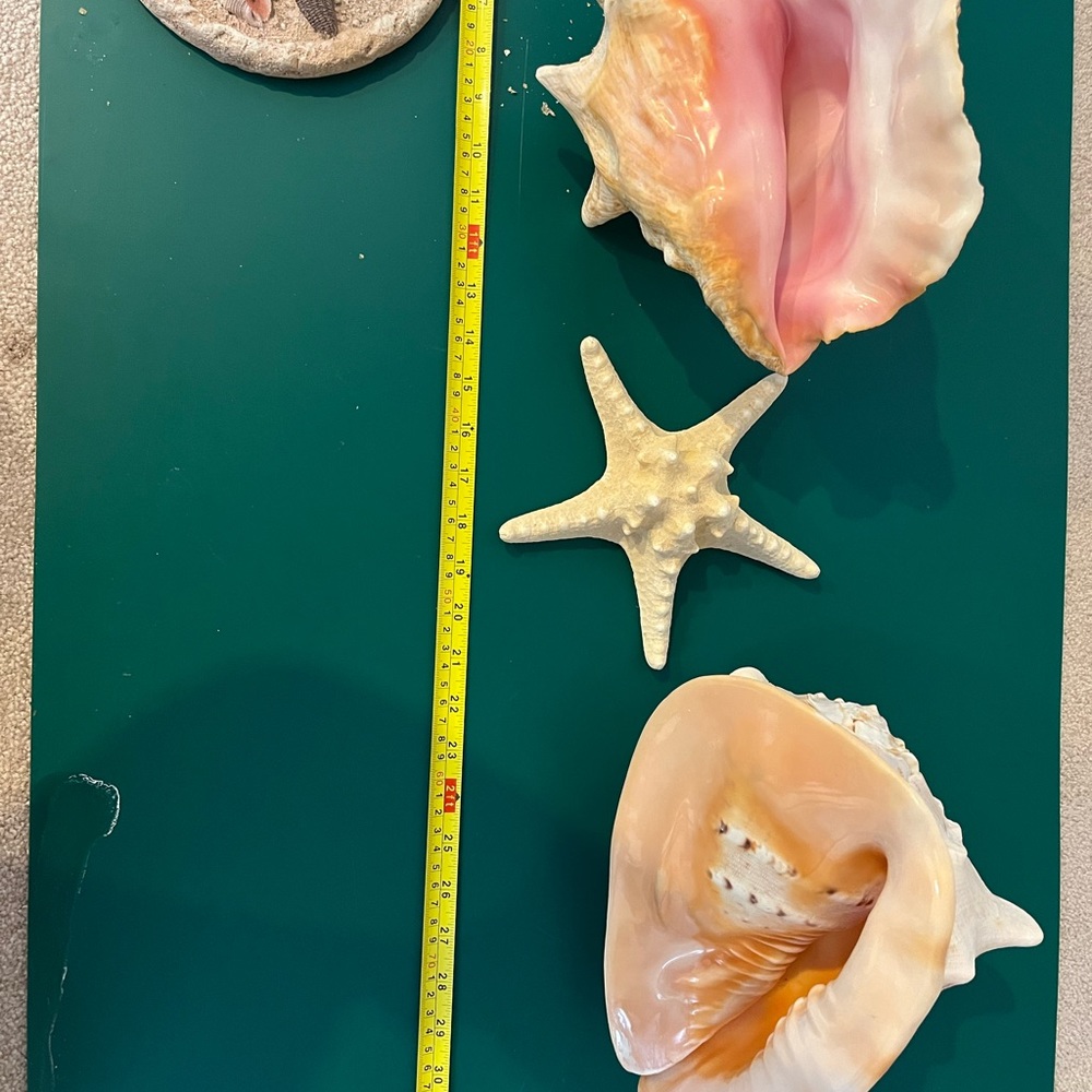 Real Starfish - Picture 7 of 14